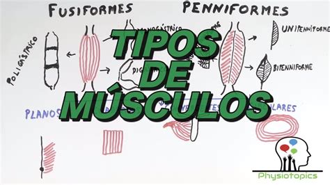 Tipos De Músculos Esqueléticos Youtube