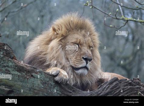 Male Lion At Longleat Safari Park Stock Photo Alamy