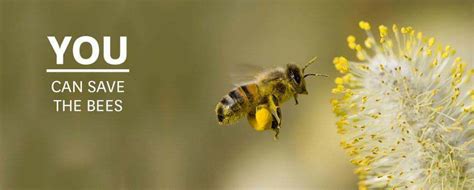 She leaves the nest around a week after she emerges from her brood cell. Bee Advocacy Meet Up and Planning Session : Indybay