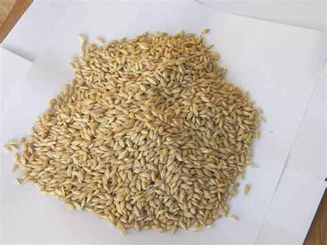 Free Photo Barley Seeds Health Grain Wheat Free Image On Pixabay