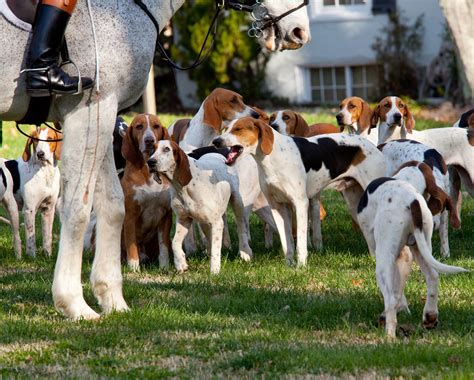 Gun Dog Hall Of Fame The 20 Best Hunting Breeds To Hit The Field ⋆