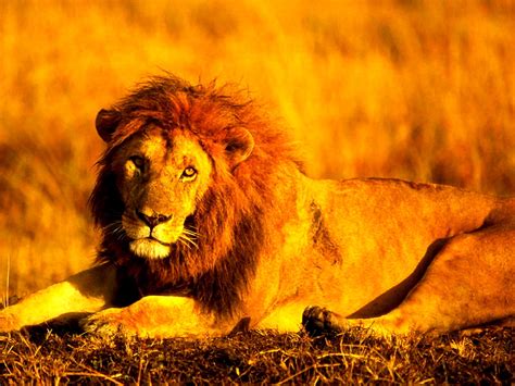 Lion Wildlife Masai Lion Wallpaper Best Free Download Pics