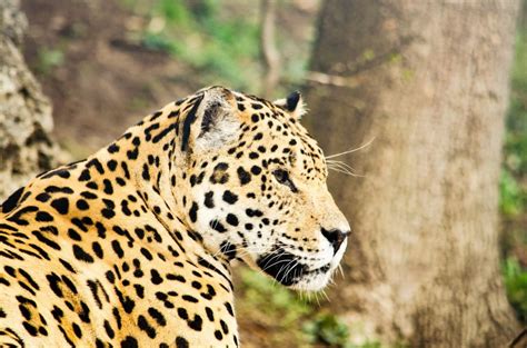 Jaguar Description Du Félin Damérique Du Sud Photos Instinct Animal
