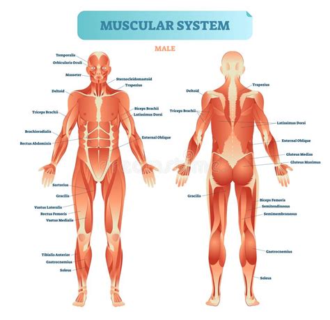 The muscular systems in vertebrates are controlled through the. Leg Muscle Anatomical Structure, Labeled Front, Side And ...