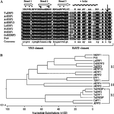 Comparison Of Ap2erf Domain Sequences And Dendrogram Of Erf Proteins