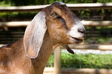 Nubian Goat Zoo Atlanta