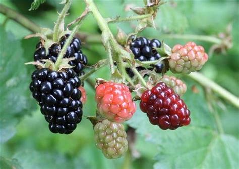 How To Ripen Blackberries Hunker
