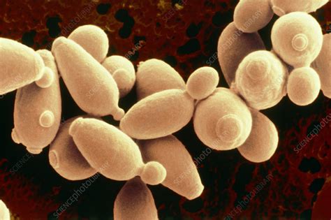 Yeast Cells Stock Image B2501029 Science Photo Library
