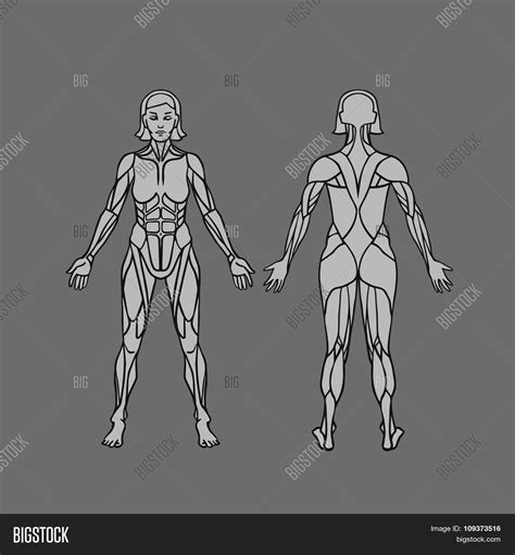 Female Human Body Diagram