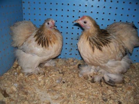 Looking For Info On Creating Buff Columbian Cochins Backyard Chickens Learn How To Raise