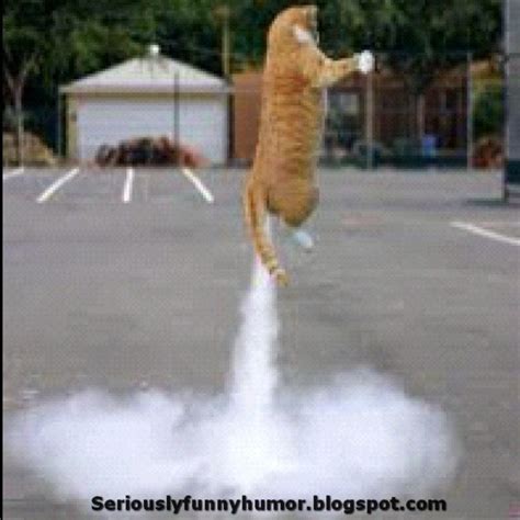 Farting Flying Cat Seriously Funny Humor