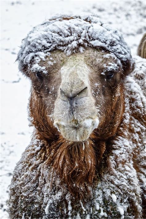 Geico hump day camel game day fox sports sideline reporter. Pinned from Pin It for iPhone | Snow animals, Animals ...