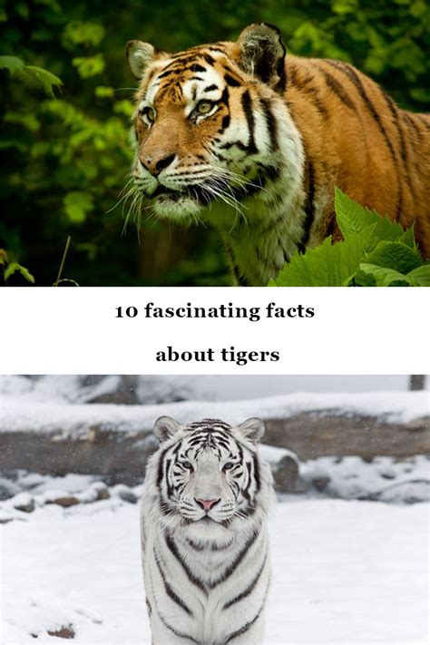 10 Unusual Tiger Facts Facts About Tigers
