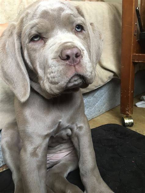 Contact this number whatsapp well vaccinated and dewormed has litters 2 times. Neapolitan Mastiff Puppies For Sale | Spring Valley, WI ...