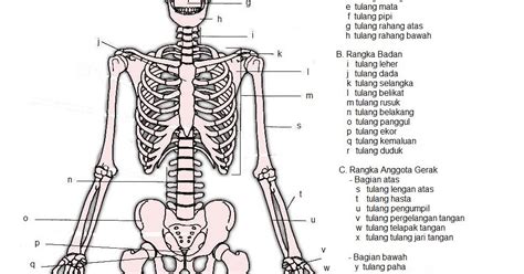 Anatomi Kerangka Tubuh Manusia My Xxx Hot Girl
