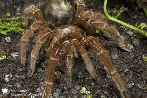Eight Strange But True Spider Facts Smithsonian Insider