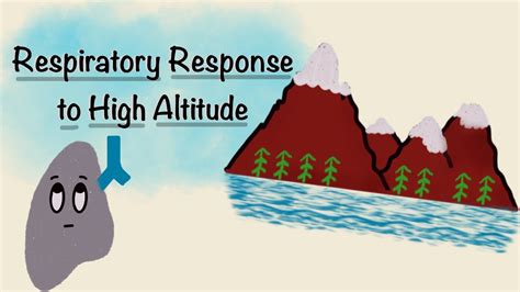 Respiratory Response To High Altitude Acclimatization Physiology