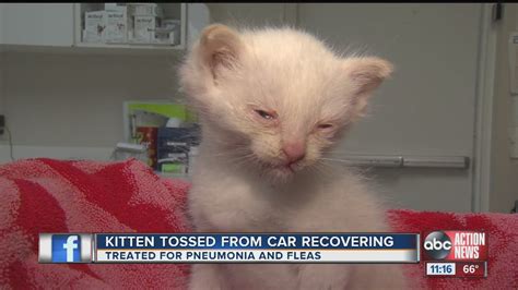 kitten recovering after being tossed from car youtube