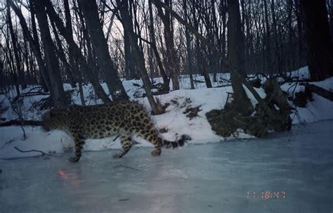 Amur Leopard Wild Photos Wildcats Conservation Alliance