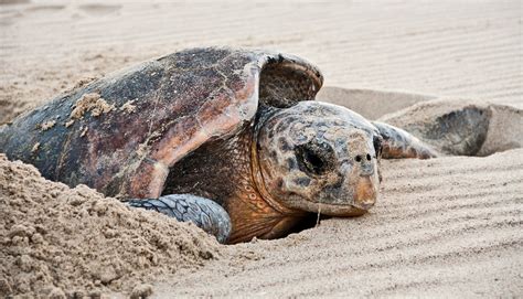 How Sea Turtles Navigate Home To Nest Futurity