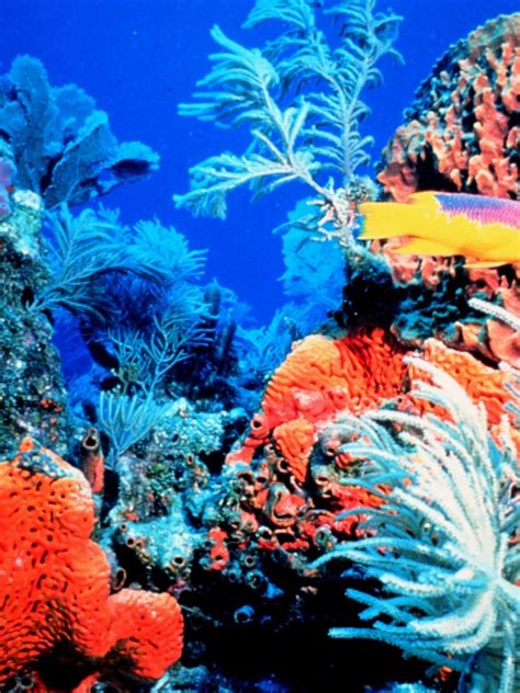 Colorful Coral Reef Wallpaper Wallpapersafari