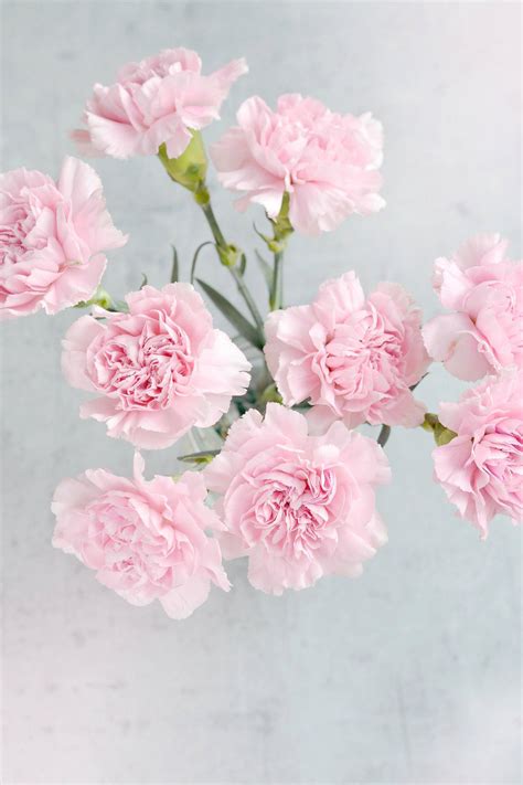 Download Light Pink Carnation Flowers Wallpaper