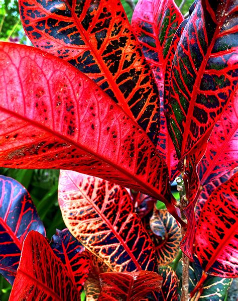25 Red Flowering Tropical Plants Minoomikelea