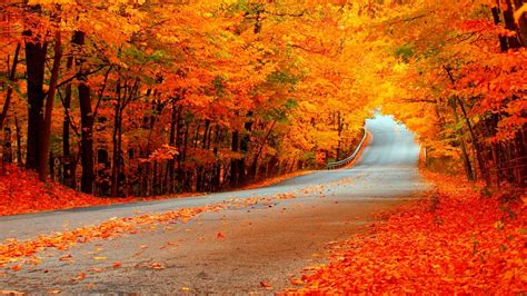 Autumn Road With Orange Trees