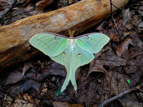 Found This Ethereal Luna Moth Actias Luna On The Forest Floor Today From The Second Brood Of