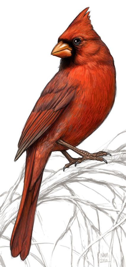 Kids and beginners alike can now draw a great looking cardinal bird.the northern car. Bird Illustrations by Nicholas Mikesell at Coroflot.com ...