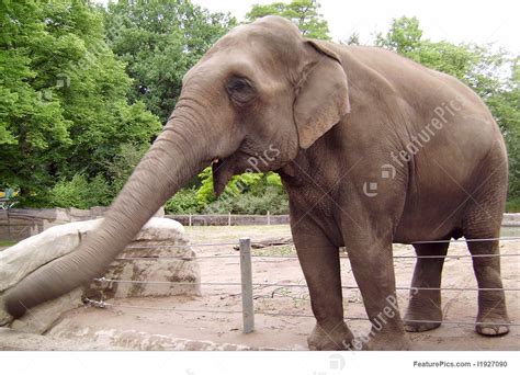 The Big Adult Elephant Stock Image I1927090 At Featurepics