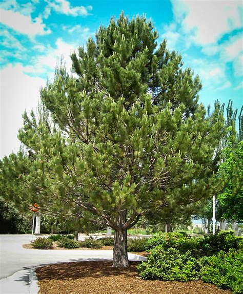 Austrian Black Pine For Sale The Tree Center