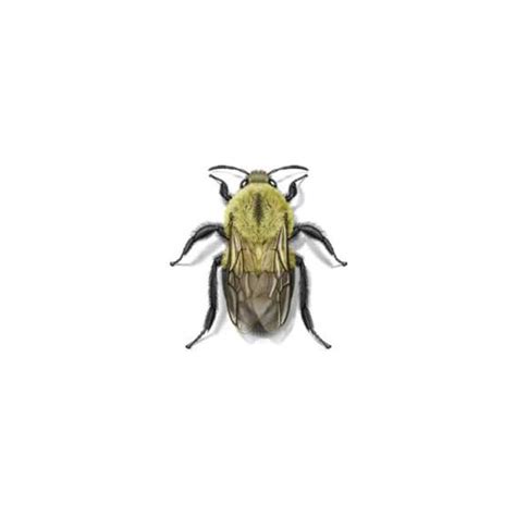 Drawing on years of experience we know that whatever the challenge we have professional, local pest controllers who will be delighted to help. Bumblebee Identification, Habitat & Dangers | Leo's Pest ...
