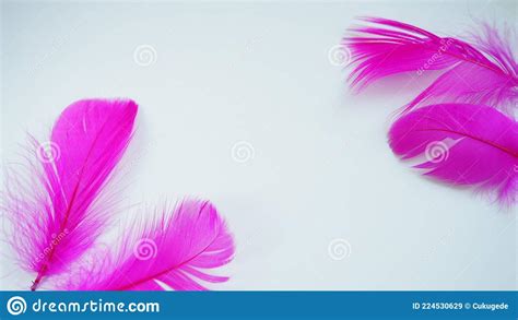 Pink And Crimson Feathers As A Background Light Curved Fluffy Feathers
