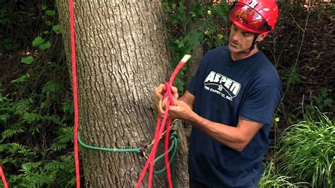 How To Rig A Tree For Ascending Tree Climbing Equipment Arborist