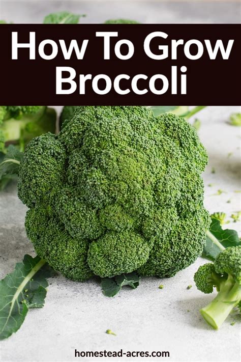 How To Grow Broccoli Grow The Best Broccoli Plants