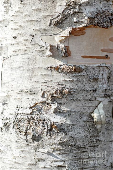 Full Frame Of Birch Bark Tree Detailed Texture In Close Up Photograph