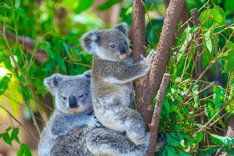 Pin By Maria Vial On Koala Cute Animals Cute Baby Animals Koala