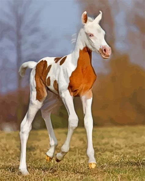 Arabian Horse Foal Paint By Numbers Numeral Paint Kit