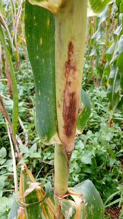 Bacterial Stalk Rot Of Maize Pests And Diseases