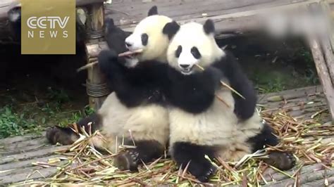 Giant Panda Couples Show Romance As China Celebrates Its Valentines