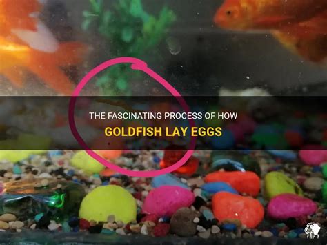 The Fascinating Process Of How Goldfish Lay Eggs Petshun