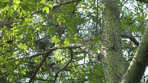 Spikes And Thorns On The Trunk Of A Tree Ceiba Speciosa Chorisia