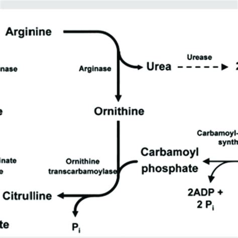 Pdf Urea Metabolism And Recycling In Ruminants