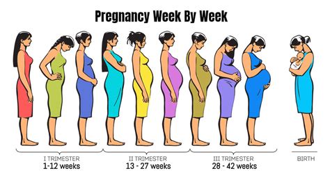 week by week pregnancy first trimester and its stages