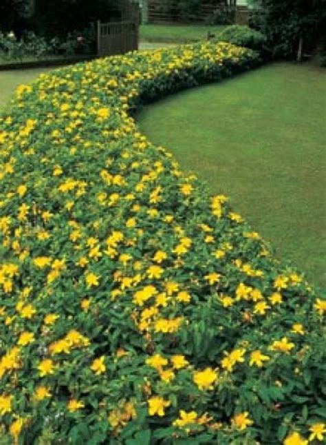 Wonderful Quickly Creeping Groundcover Sunny Happy Yellow Flowers Zone