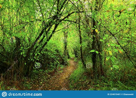 Pacific Northwest Forest Hiking Trail Stock Image Image Of