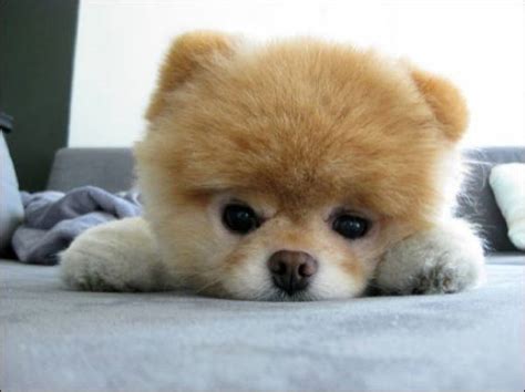 13 Exclusive Fluffiest Dogs Ever Seen