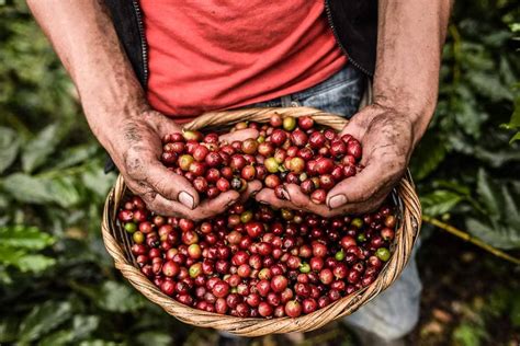 Sowers4pastors The Amazing 2019 Coffee Harvest