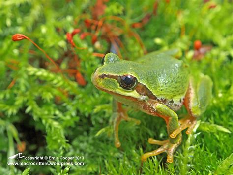 48 Bing Tree Frog Wallpaper